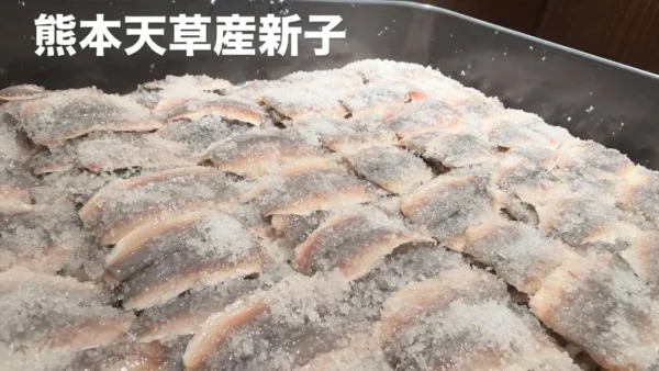 熊本・天草産「新子」入荷のお知らせ