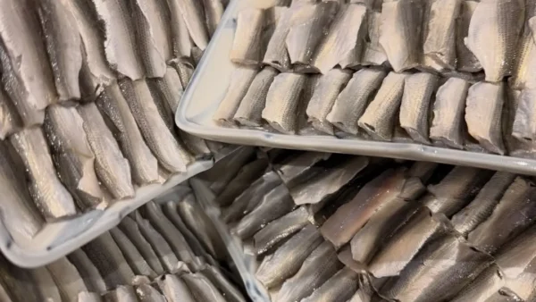 熊本・天草産「新子」入荷のお知らせ